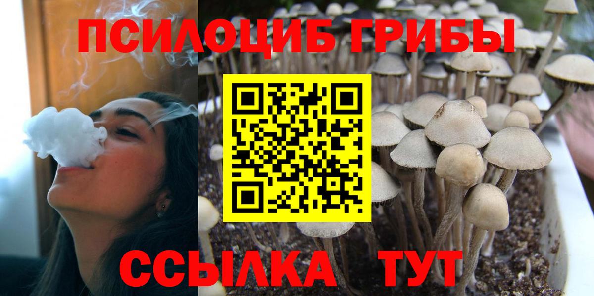 Галлюциногенные грибы Psilocybine cubensis Димитровград